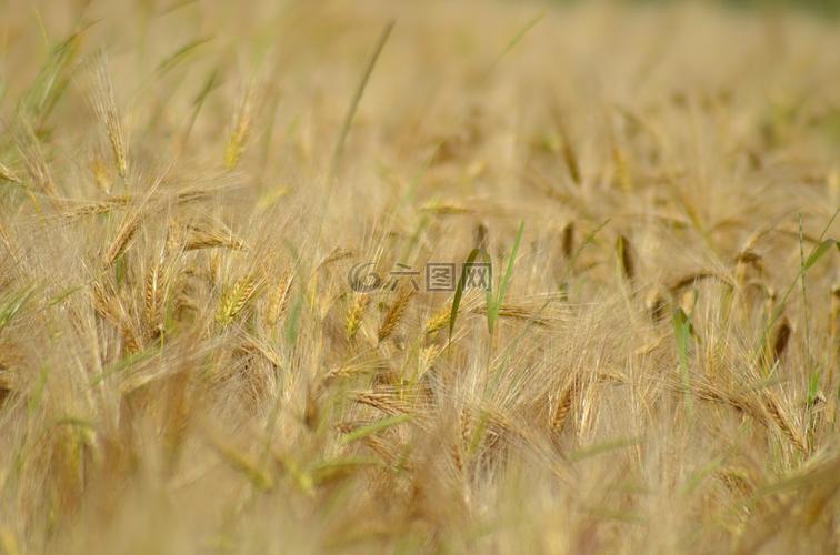 大麦,谷类,农业高清图库素材免费下载(图片编号:7334651)-六图网